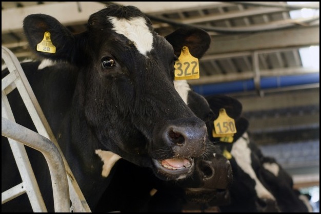 shutterstock_145556914-620x412